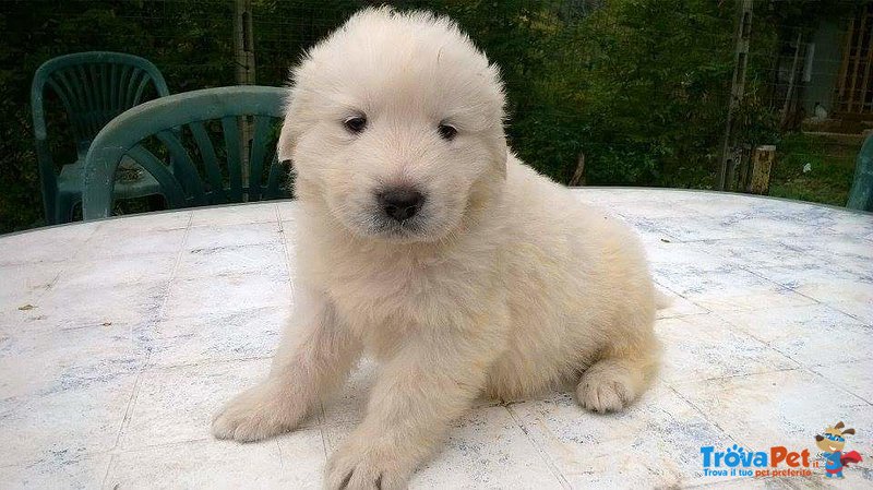 Cuccioli Pastore Maremmano Abruzzese - Foto n. 1