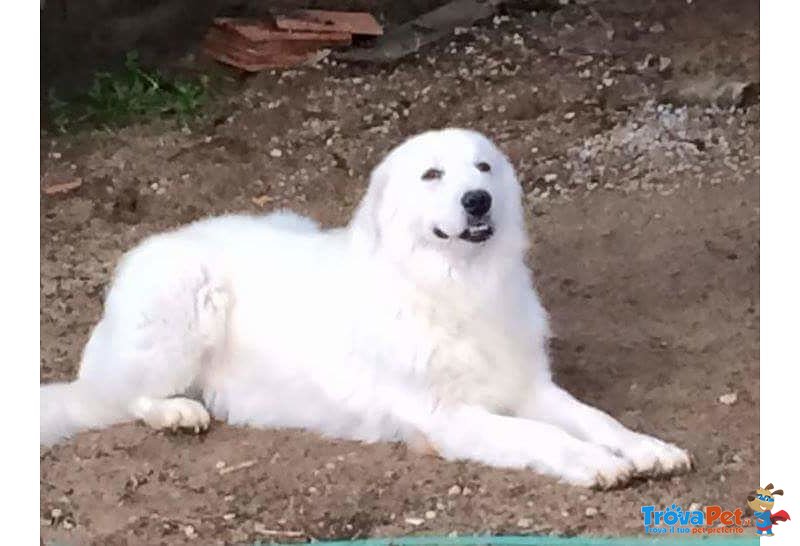 Cuccioli Pastore Maremmano Abruzzese - Foto n. 2