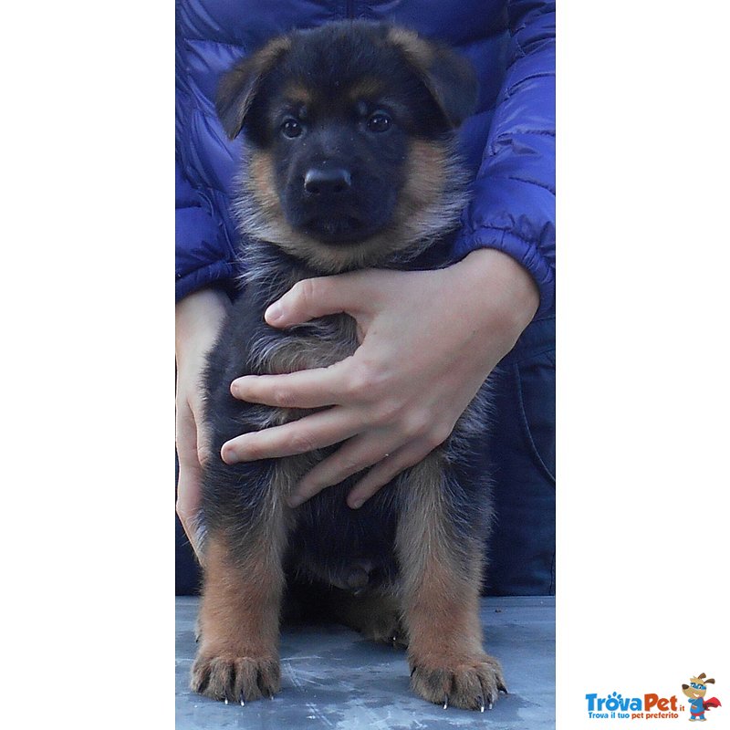 Stupendi Cuccioli di Pastore Tedesco di Altissima Genealogia - Foto n. 2