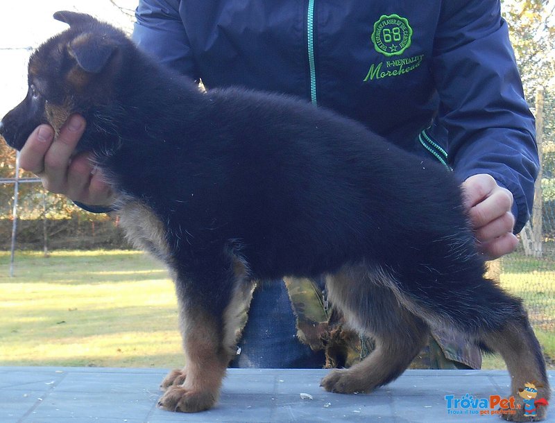 Stupendi Cuccioli di Pastore Tedesco di Altissima Genealogia - Foto n. 4