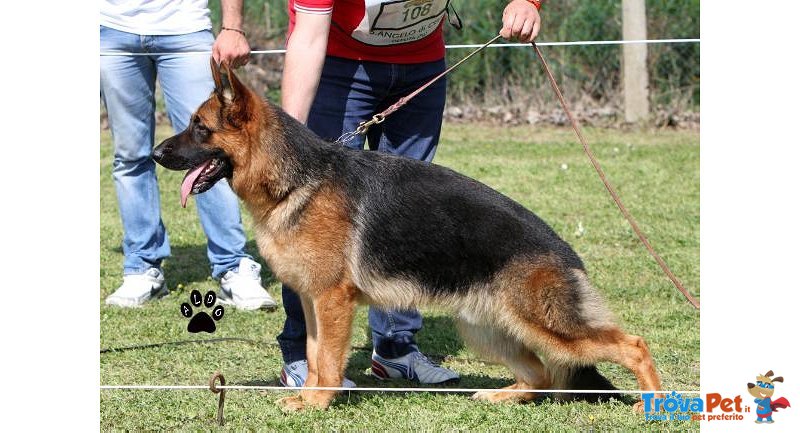 Stupendi Cuccioli di Pastore Tedesco di Altissima Genealogia - Foto n. 6