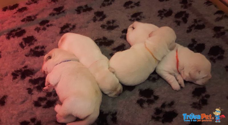 Cuccioli Labrador - Foto n. 2