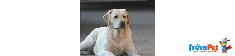 Cuccioli Labrador - Foto n. 3