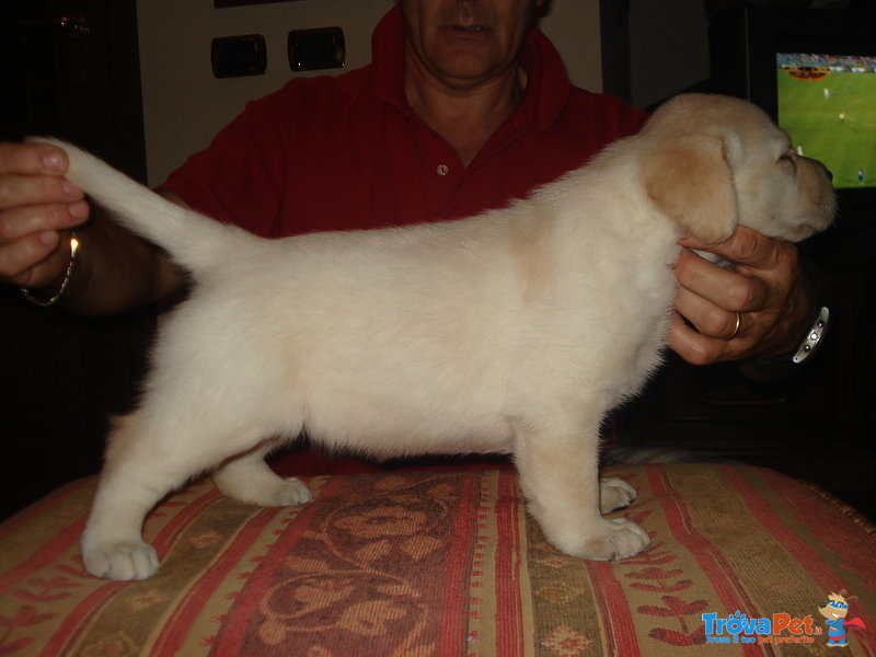 Cuccioli Labrador - Foto n. 1