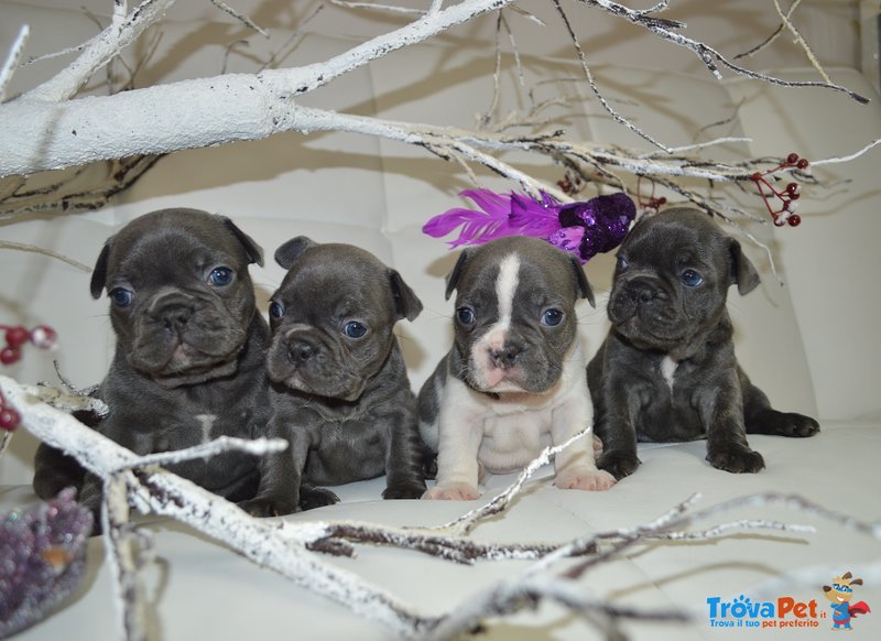 Bulldog/bouledogue Francese Cuccioli - Foto n. 4