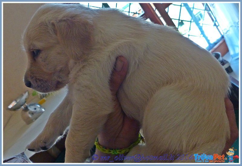 2 Cucciolotte Retriever di un Mese - Foto n. 2