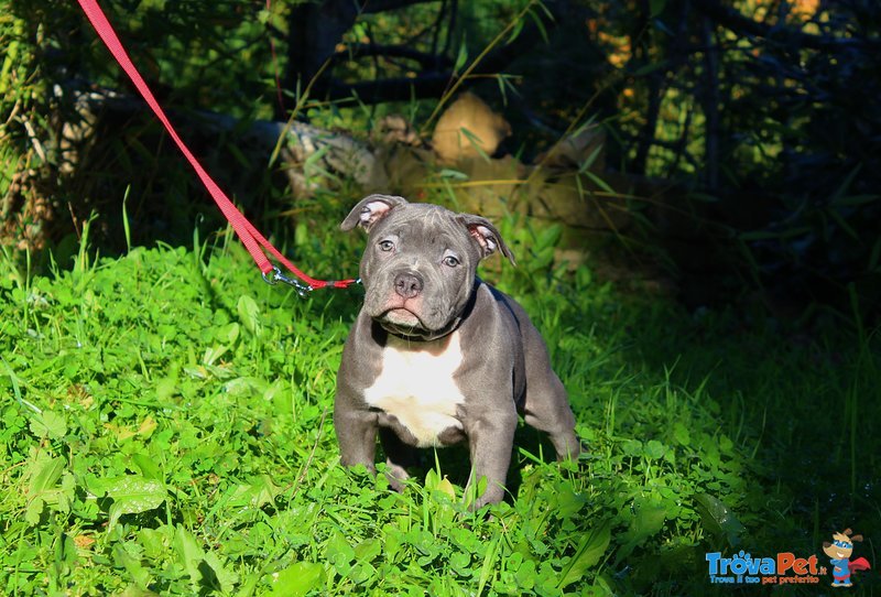 Disponibile Cucciolo di American Bully Abkc-Ebkc - Foto n. 1