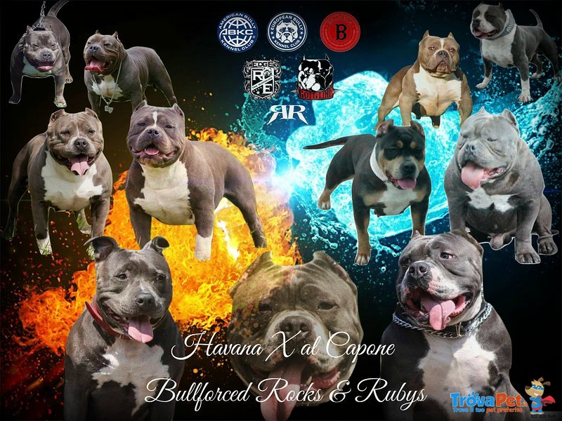 Disponibile Cucciolo di American Bully Abkc-Ebkc - Foto n. 2