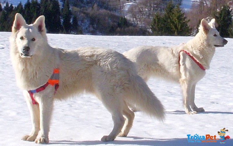 Cuccioli Pastore Svizzero - Foto n. 1