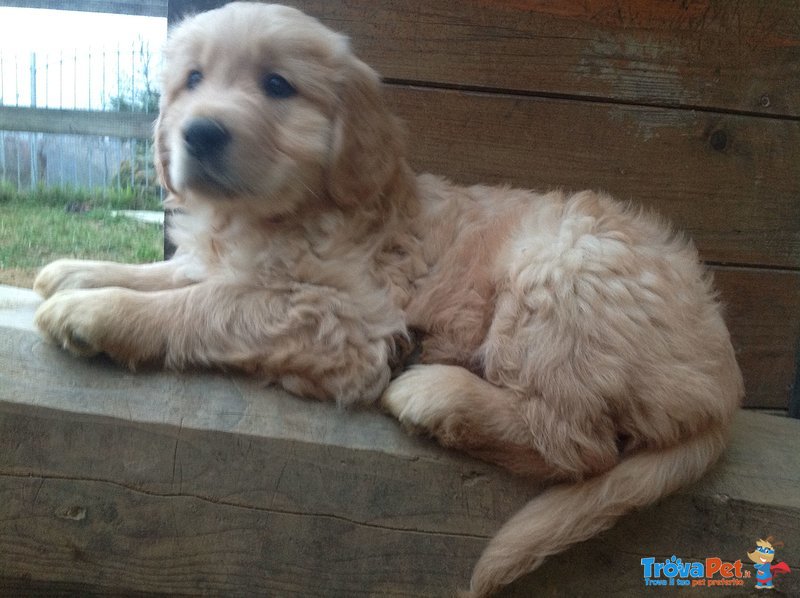 Golden Retriever Ottima Genealogia - Foto n. 2