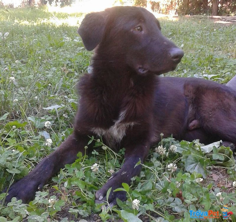 Adozione: Buio, Cucciolone Cerca Casa. - Foto n. 1