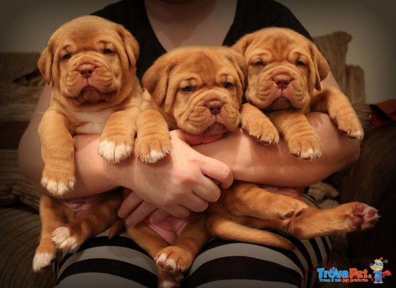 Cuccioli Dogue de Bordeaux con Pedigree - Foto n. 1