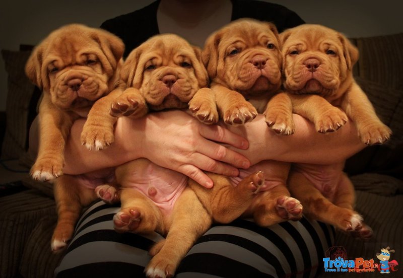 Cuccioli Dogue de Bordeaux con Pedigree - Foto n. 2