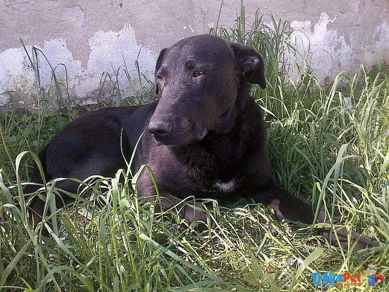 Gino è il cane più Dolce che C'è - Foto n. 3