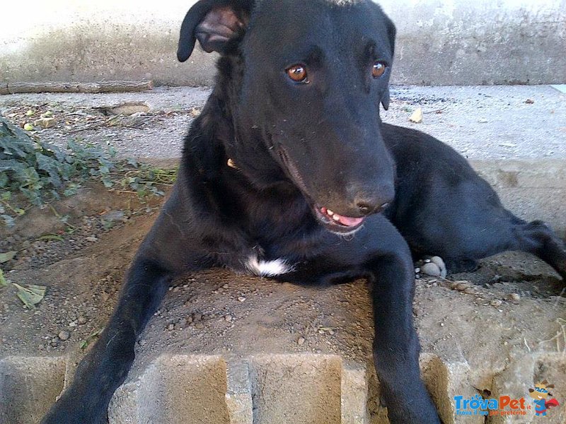 Gino è il cane più Dolce che C'è - Foto n. 1