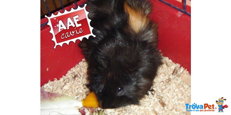 Balu, Cavia in Adozione - Foto n. 1