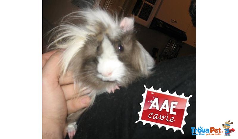 Pablo, Cavia in Adozione - Foto n. 1