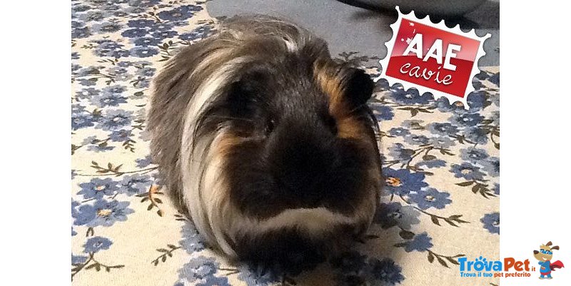 Tobia, Cavia in Adozione - Foto n. 1