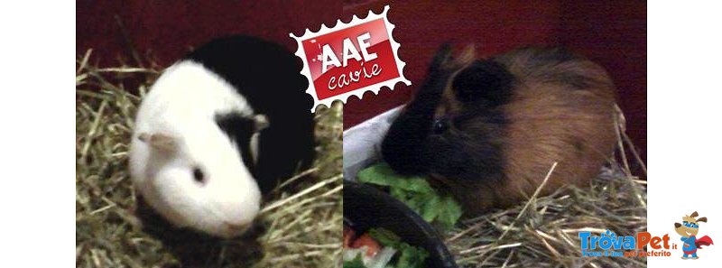 Pepe e Pepino, Cavia in Adozione - Foto n. 1