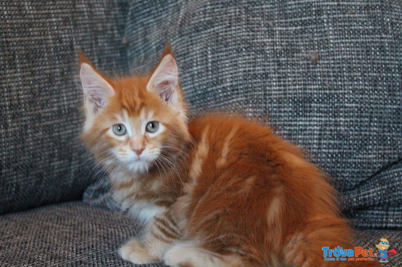 Maine coon Cuccioli con Pedigree - Foto n. 1