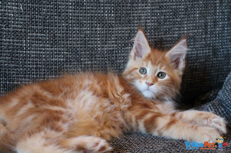 Maine coon Cuccioli con Pedigree - Foto n. 3