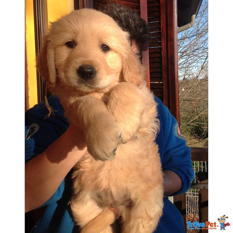 Golden Retriever Ottima Genealogia - Foto n. 3