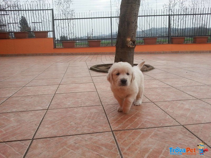 Cuccioli di Golden Retriever - Foto n. 2