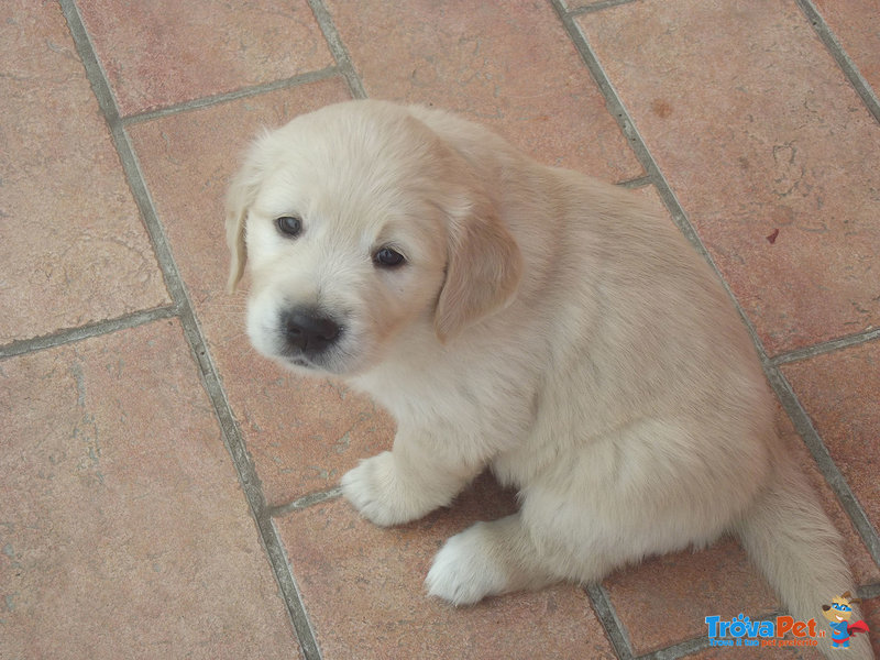 Cuccioli di Golden Retriever - Foto n. 4