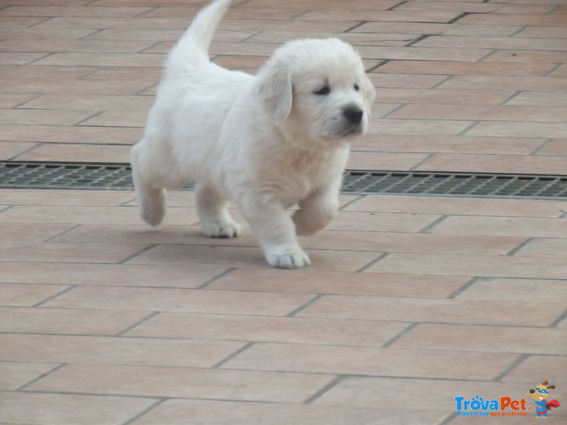 Cuccioli di Golden Retriever - Foto n. 5