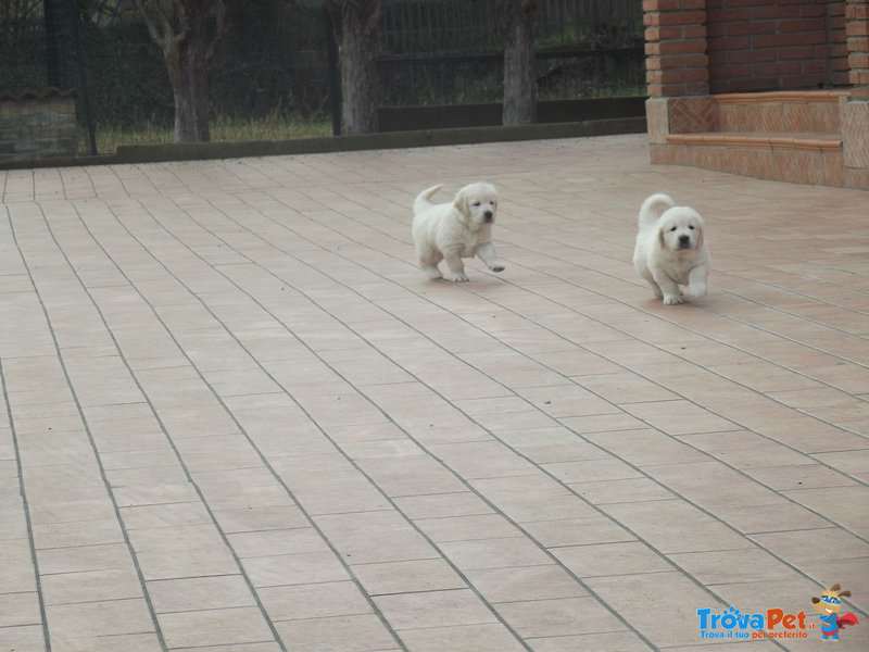 Cuccioli di Golden Retriever - Foto n. 7