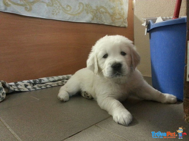 Cuccioli di Golden Retriever - Foto n. 9