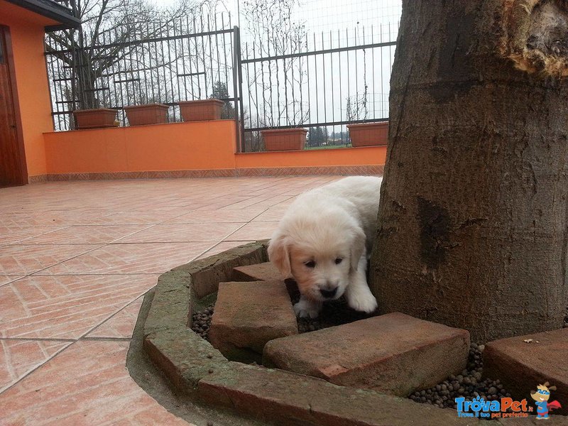 Cuccioli di Golden Retriever - Foto n. 10