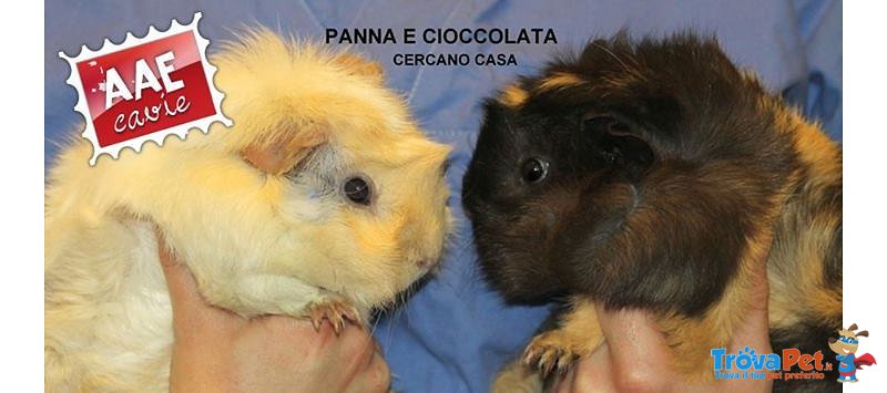 Panna e Cioccolata, Cavie in Adozione - Foto n. 1