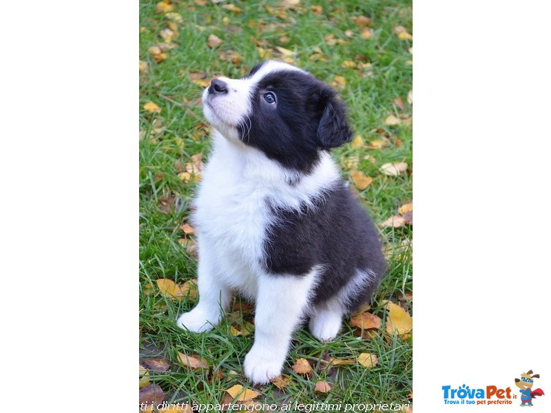 Bellissimi Cuccioli di Border Collie, Nipoti del Campione del Mondo di Bellezza - Foto n. 2