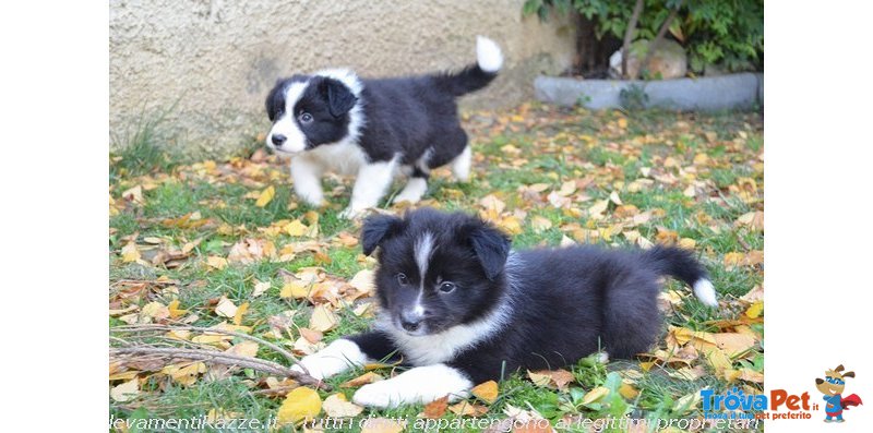 Bellissimi Cuccioli di Border Collie, Nipoti del Campione del Mondo di Bellezza - Foto n. 3