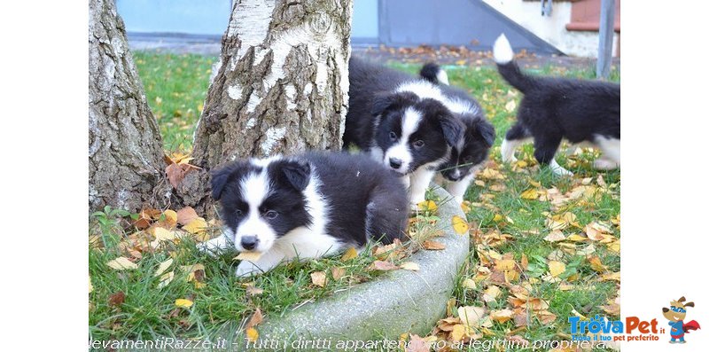 Bellissimi Cuccioli di Border Collie, Nipoti del Campione del Mondo di Bellezza - Foto n. 4