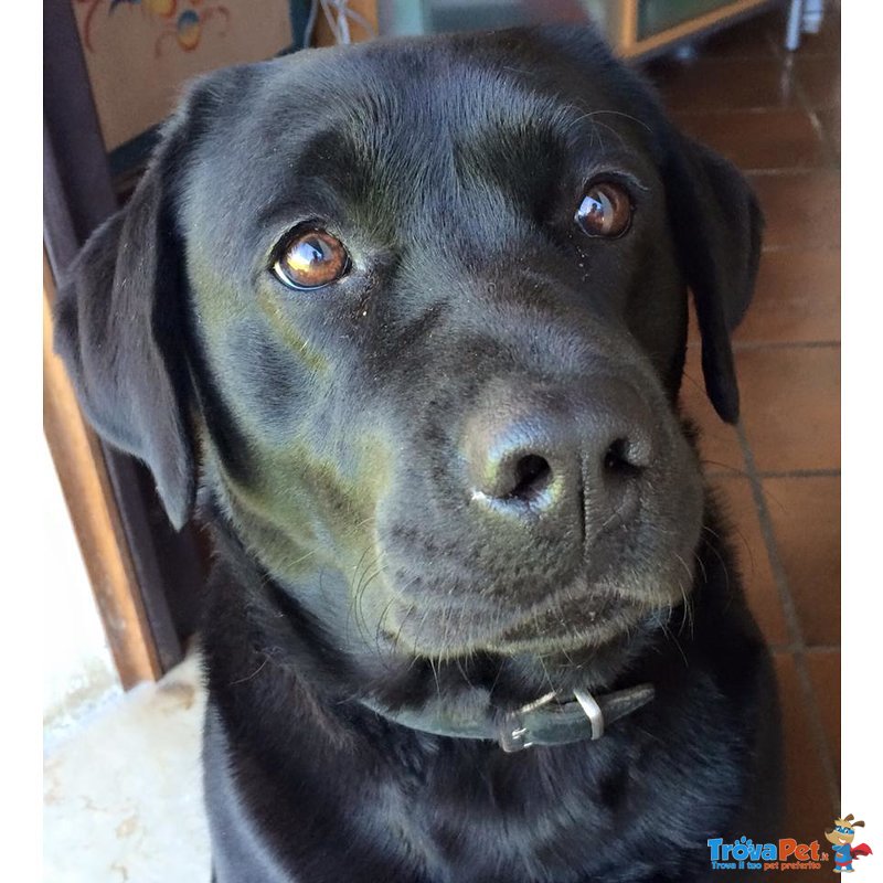 Splendida Labrador Femmina Cerca Fidanzato. - Foto n. 1