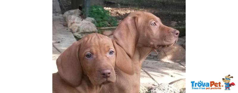 Bracco Ungherese - Vizsla - Foto n. 2