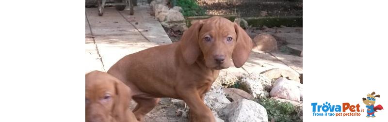 Bracco Ungherese - Vizsla - Foto n. 3