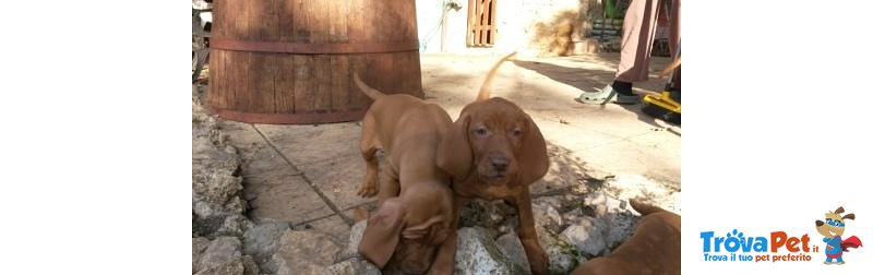 Bracco Ungherese - Vizsla - Foto n. 4