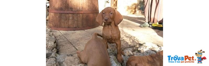 Bracco Ungherese - Vizsla - Foto n. 5