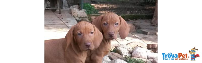 Bracco Ungherese - Vizsla - Foto n. 1