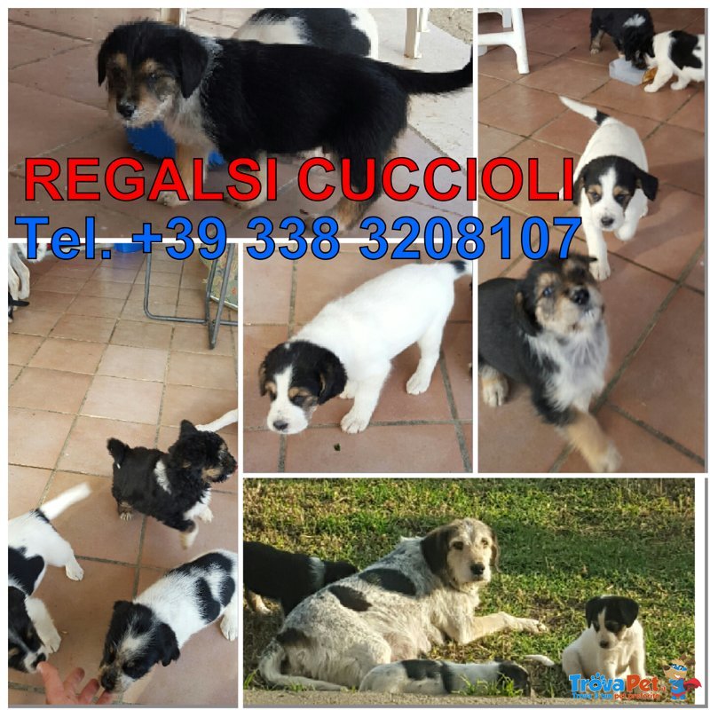 Regalasi Cuccioli - Foto n. 1