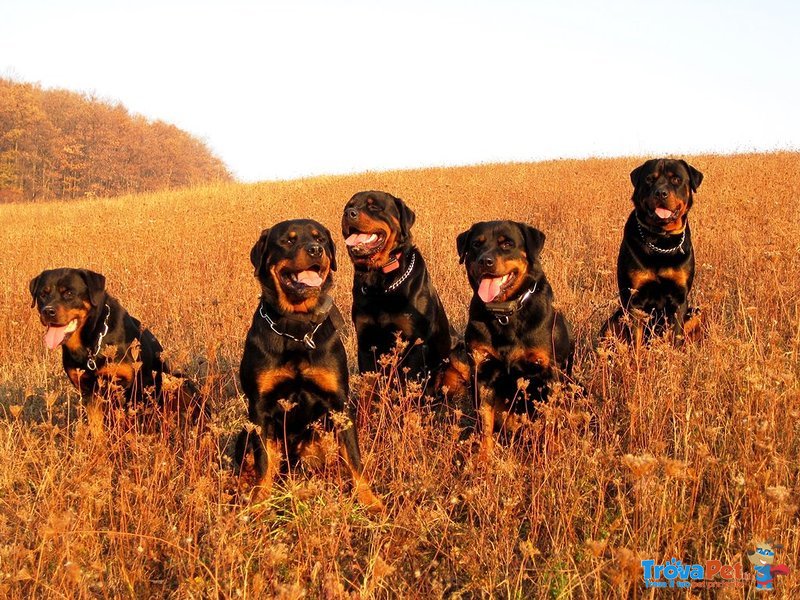 Cuccioli Rottweiler Eccezionale Sangue Tedesca - Foto n. 2