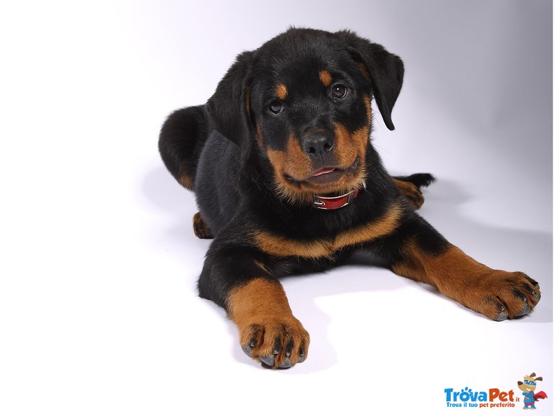 Cuccioli Rottweiler Eccezionale Sangue Tedesca - Foto n. 1