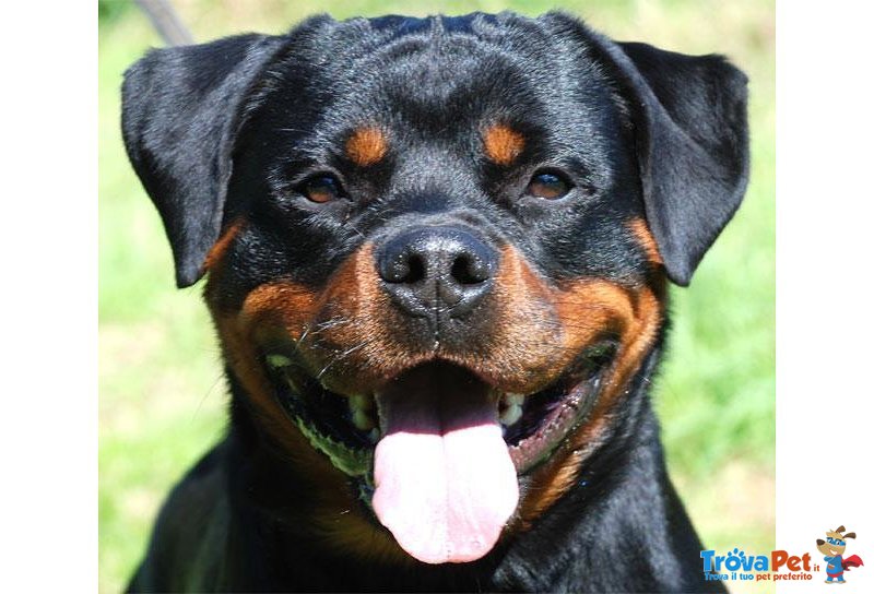 Cuccioli Rottweiler Eccezionale Sangue Tedesca - Foto n. 3