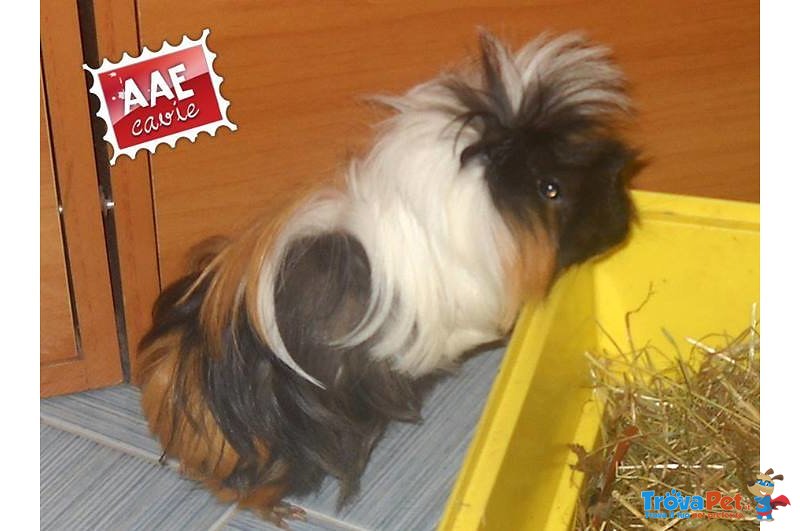 Pedro, Cavia in Adozione - Foto n. 1