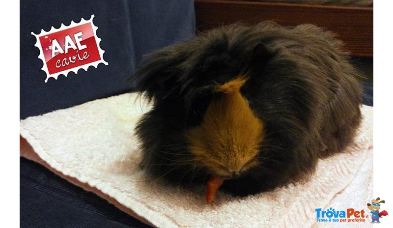 Rebby, Cavia in Adozione - Foto n. 1