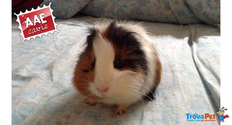 Potty, Cavia in Adozione - Foto n. 1