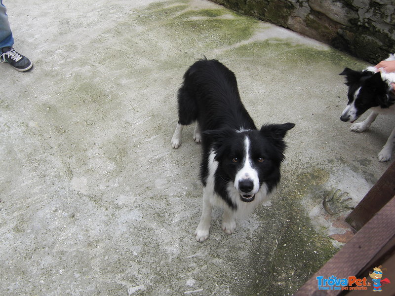 Cuccioli Border Collie - Foto n. 2